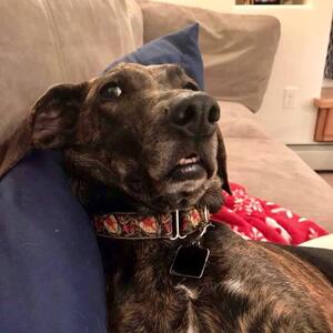 Fundraising Page: Shawn Thomas